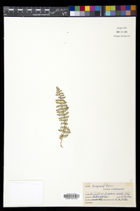 Dryopteris fragrans image