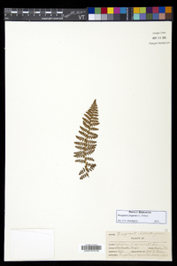 Dryopteris fragrans image