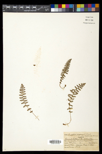 Dryopteris fragrans image