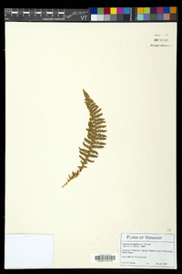 Dryopteris fragrans image