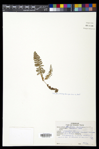 Dryopteris fragrans image