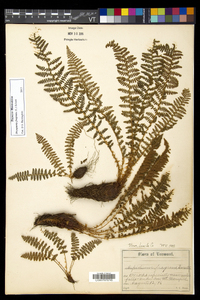 Dryopteris fragrans image