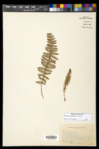 Dryopteris fragrans image