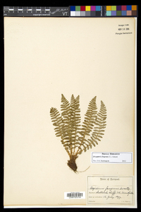 Dryopteris fragrans image