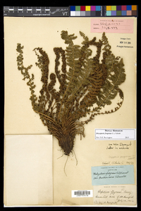 Dryopteris fragrans image