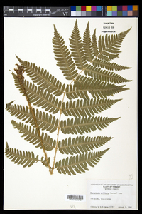 Dryopteris goldieana image