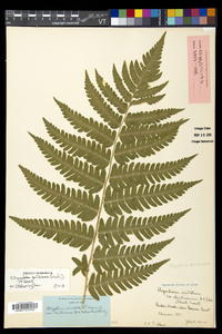 Dryopteris goldieana image