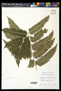 Dryopteris goldieana image