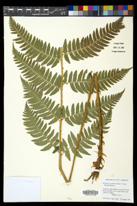 Dryopteris goldieana image