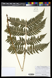 Dryopteris goldieana image