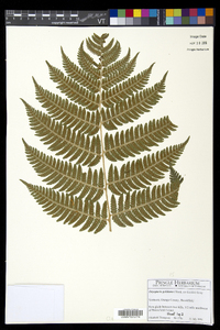 Dryopteris goldieana image