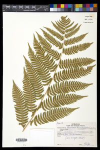 Dryopteris goldieana image