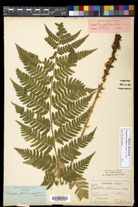 Dryopteris goldieana image