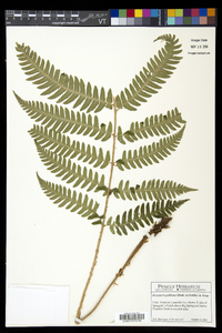 Dryopteris goldieana image