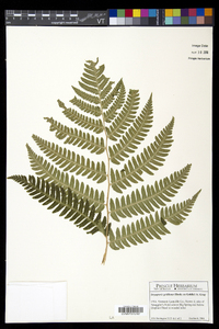 Dryopteris goldieana image