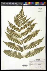 Dryopteris goldieana image