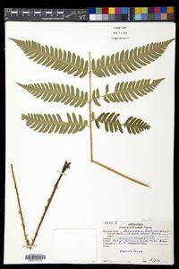 Dryopteris goldieana image