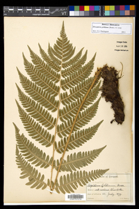 Dryopteris goldieana image