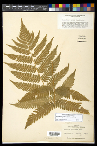 Dryopteris goldieana image