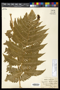 Dryopteris goldieana image