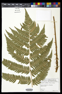 Dryopteris goldieana image