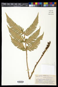 Dryopteris goldieana image