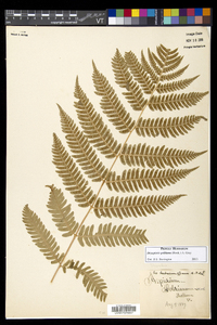 Dryopteris goldieana image