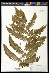 Dryopteris goldieana image