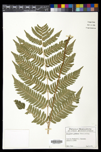 Dryopteris goldieana image