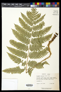 Dryopteris goldieana image