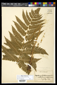 Dryopteris goldieana image