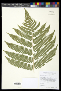 Dryopteris goldieana image