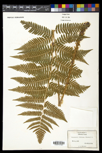 Dryopteris goldieana image