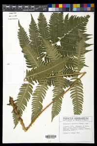 Dryopteris goldieana image