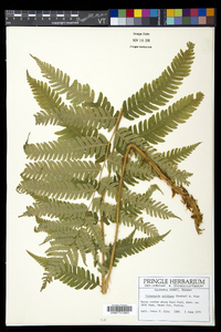 Dryopteris goldieana image