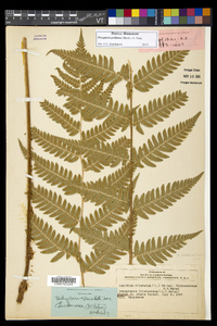 Dryopteris goldieana image