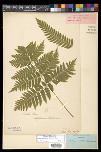 Dryopteris goldieana image