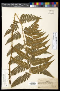 Dryopteris goldieana image