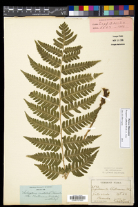 Dryopteris goldieana image