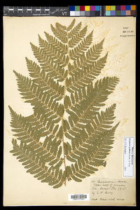 Dryopteris goldieana image