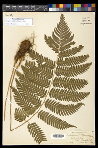 Dryopteris goldieana image