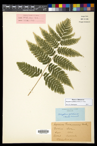 Dryopteris goldieana image