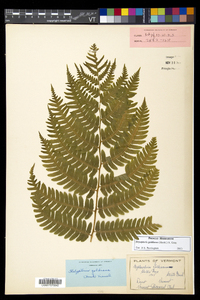 Dryopteris goldieana image