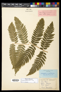 Dryopteris goldieana image