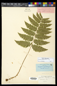 Dryopteris goldieana image