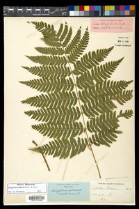 Dryopteris goldieana image