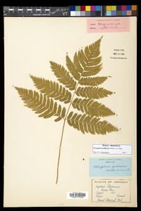 Dryopteris goldieana image