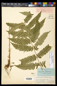 Dryopteris goldieana image