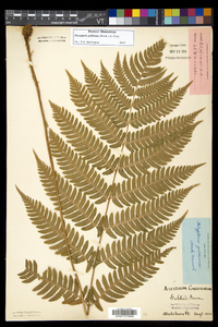 Dryopteris goldieana image