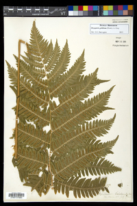 Dryopteris goldieana image